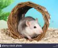 Terrier De Rat Dans Le Jardin Inspirant Tunnel Rats Stock S & Tunnel Rats Stock Alamy