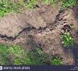 Terrier De Rat Dans Le Jardin Luxe Tunnel Rats Stock S & Tunnel Rats Stock Alamy