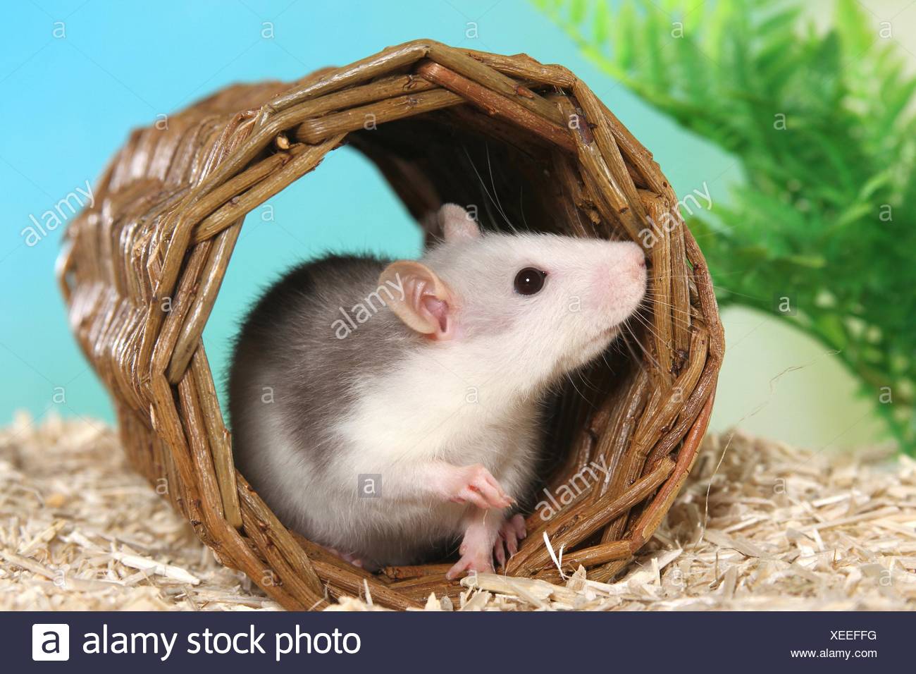 Terrier De Rat Dans Le Jardin Unique Tunnel Rats Stock S & Tunnel Rats Stock Alamy