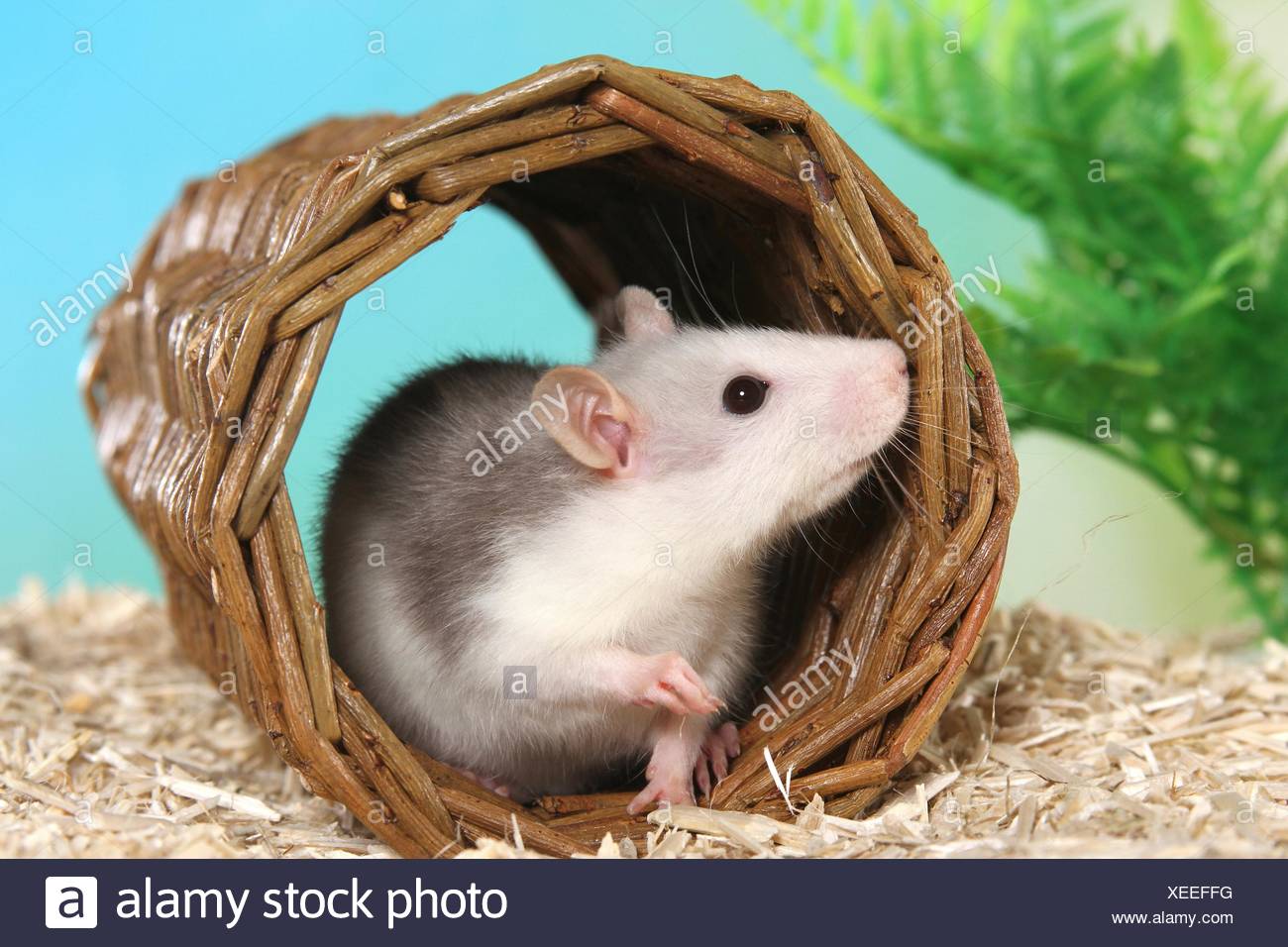 fancy rat XEEFFG