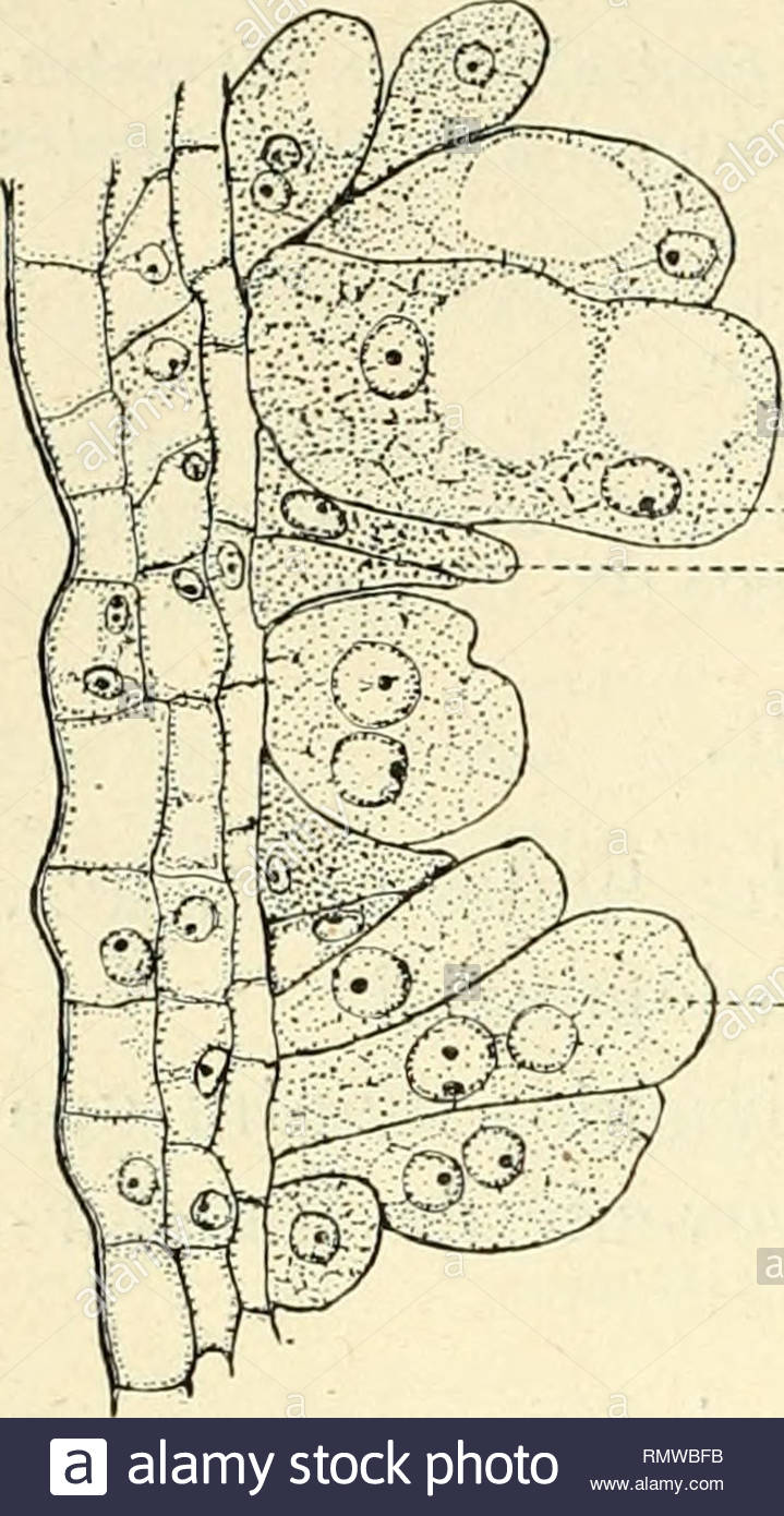 annales des sciences naturelles plants biology 118 julien tournois 3 les modifications de structure des fleurs femelles apparues sur les pieds femelles dans les mmes conditions de culture que les heurs anormales sur les pieds mles 1 modifications destammes chez les deux plantes tu s lvolution des cellules mres des grains de pollen se fait normalement et dans les divisions rductionnelles appa rat le nombre normal de chro mosomes mais on peut cons tater une prolifration anor male des cellules nourricires au lieu dune seule couche de en en fig 11 aspec RMWBFB