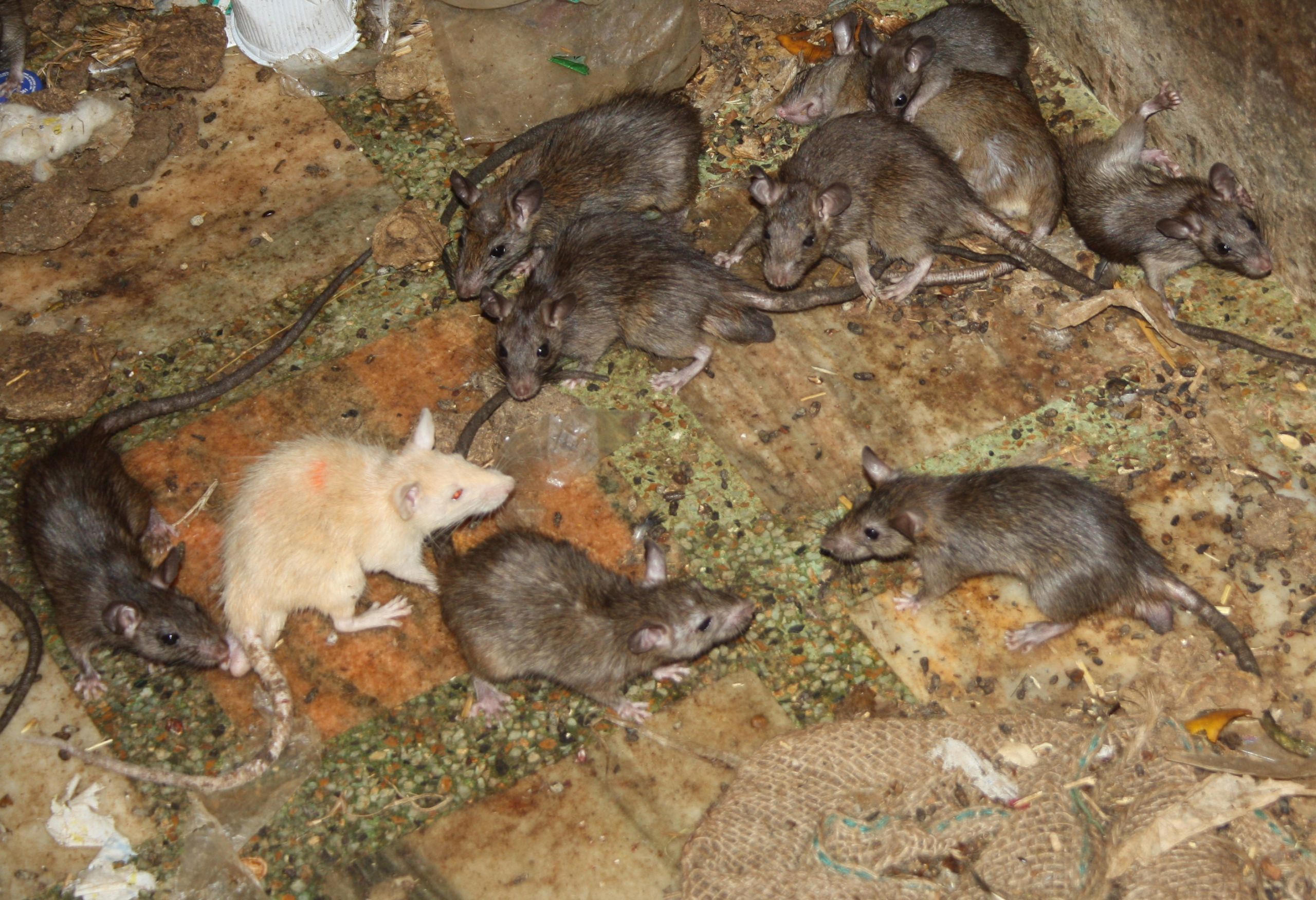 Trou De Rat Dans Le Jardin Élégant Rat Et souris Dans La Culture Wikiwand