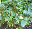 Univers Jardin Best Of File Calvoa orientalis Jardin Botanique De Berlin 8