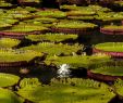 Univers Jardin Charmant Le Jardin De Pamplemousses A Universe Of Scents and Colours