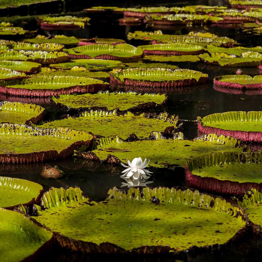 Univers Jardin Charmant Le Jardin De Pamplemousses A Universe Of Scents and Colours