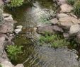 Univers Jardin Inspirant Seasonal Duties for Your Water Backyard Fish Pond
