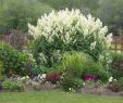 Vert Le Jardin Brest Inspirant Do southern Gardeners Suffer From Peony Envy