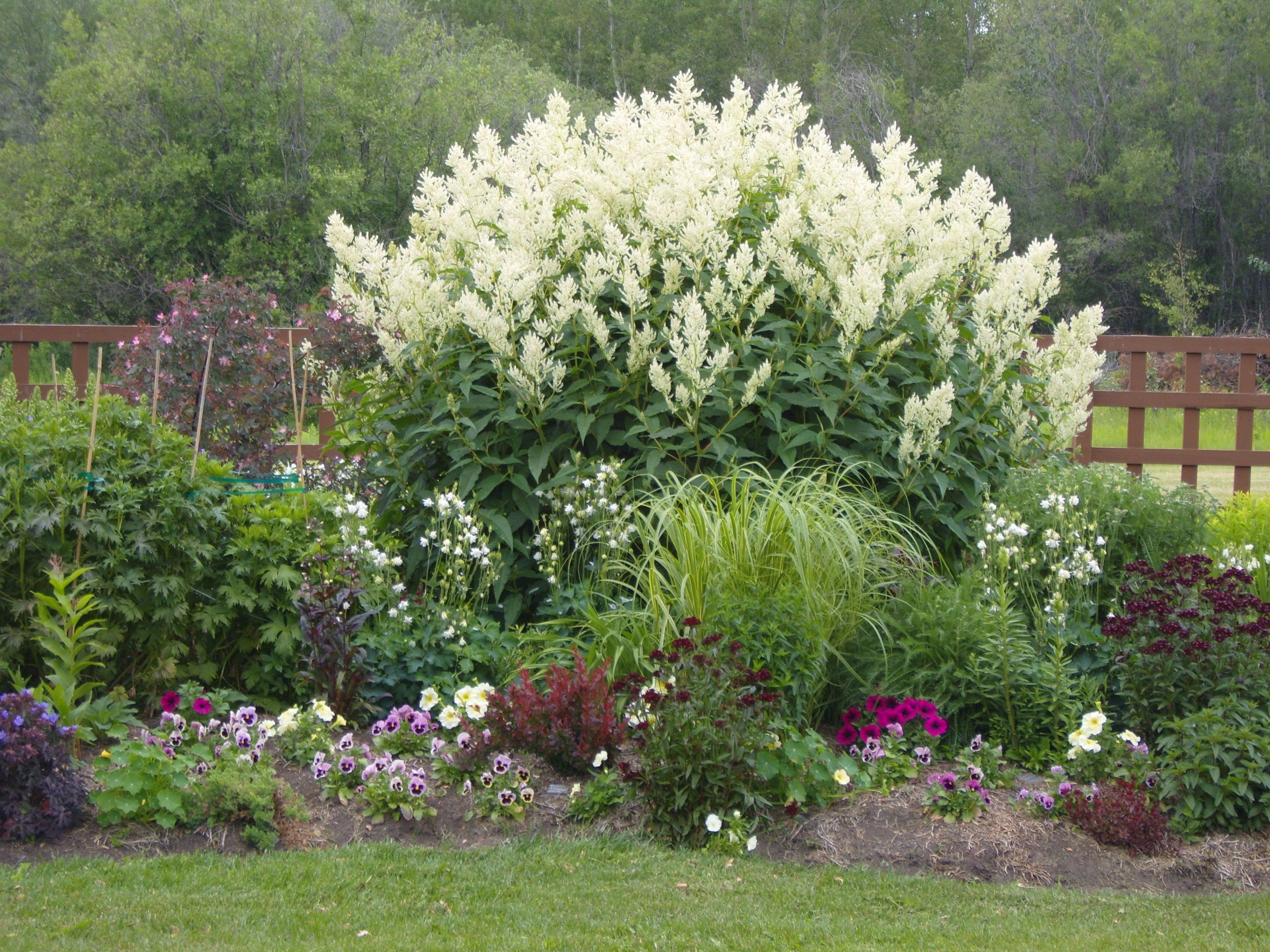 Vert Le Jardin Brest Inspirant Do southern Gardeners Suffer From Peony Envy