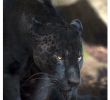 Zoo Du Jardin Des Plantes Beau Black Panther Resting In the Shadows these Beautiful Big
