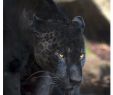 Zoo Du Jardin Des Plantes Beau Black Panther Resting In the Shadows these Beautiful Big