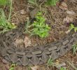 Zoo Du Jardin Des Plantes Beau Gaboon Viper Media Encyclopedia Of Life