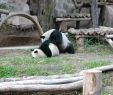 Zoo Du Jardin Des Plantes Beau Zoo Pakan Hidup Khusus Burayak