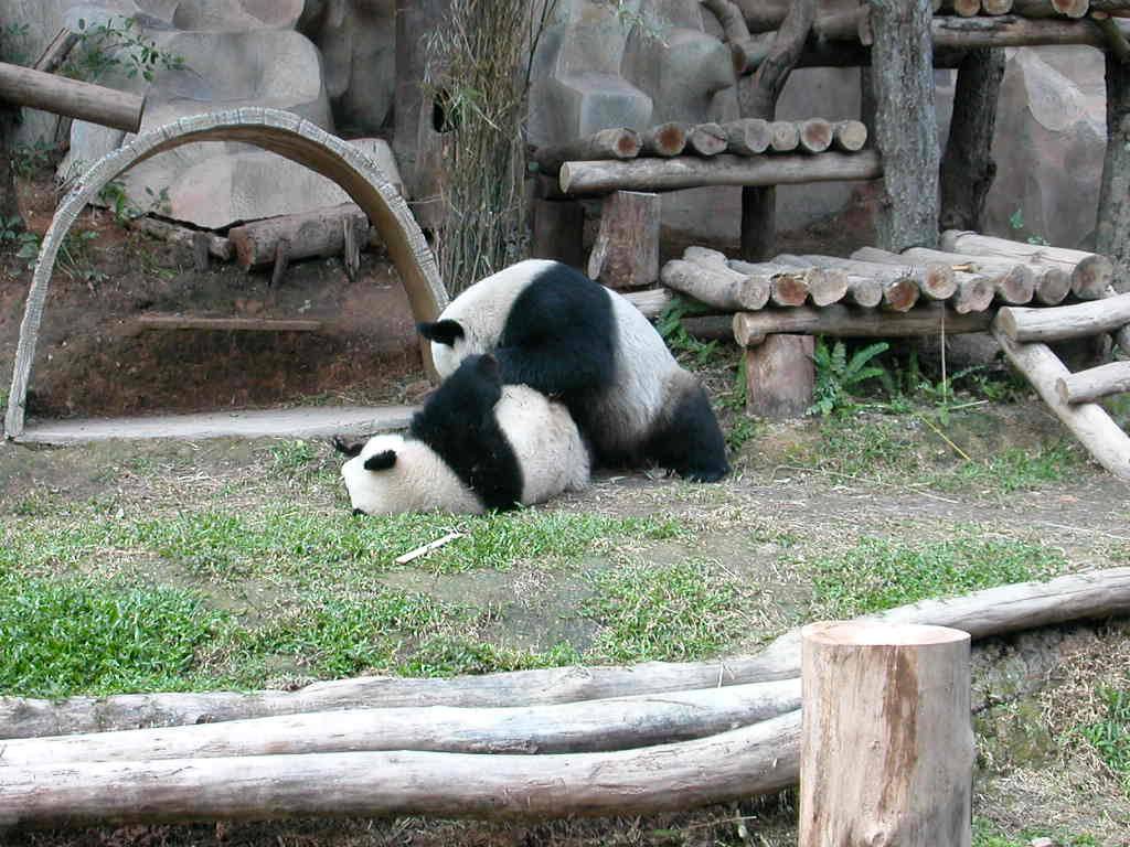 Zoo Du Jardin Des Plantes Beau Zoo Pakan Hidup Khusus Burayak