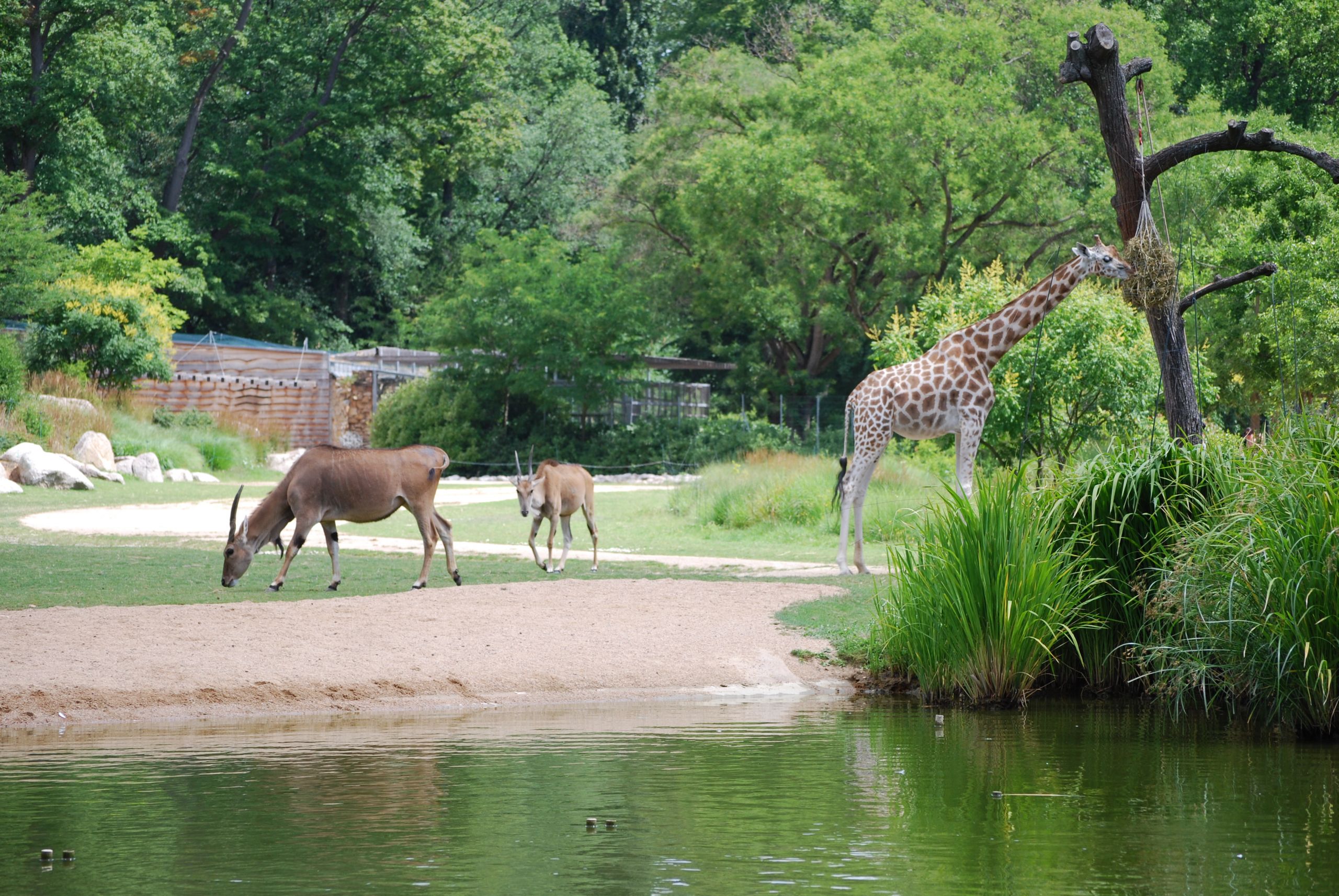 Girafes