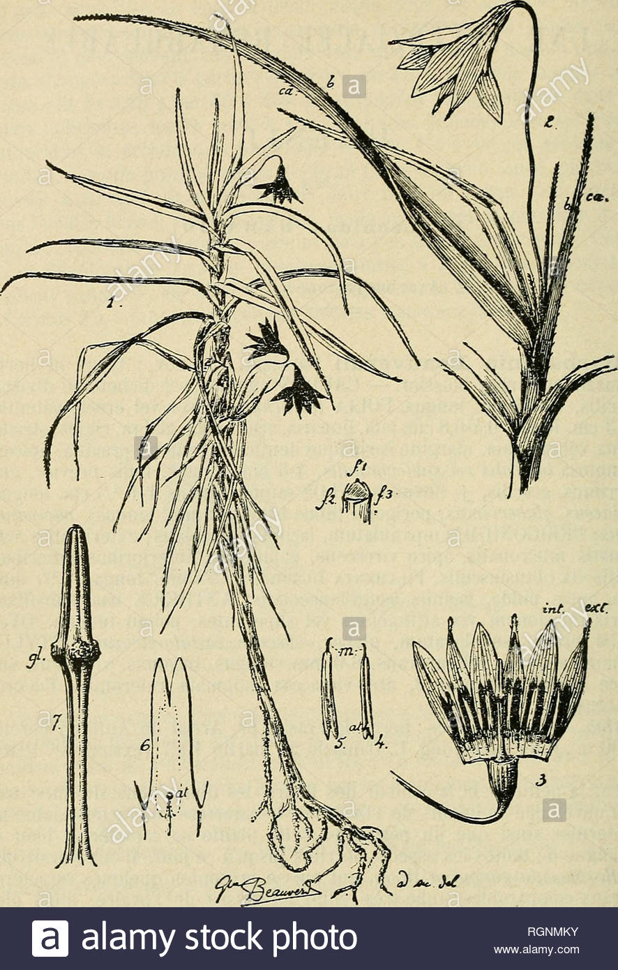 bulletin de lherbier boissier plants 59 bullktin dk hkrbiir boissier 2quot sr 1907 2 2m barbacenia beauverdii dannazio sp nov i aspect de la plante avec coupe de la souche raontraiit en fl f2 3 la disposition tristique des feuilles 2 rameau florifre avec feuilles denlicules sur les bords en b et sur la nervure carinale en ca frandeir naturelle 5 intrieur dune fleur avec divisions extrieures du prigone munies dune pointe papilleuse en ext et nues en int grossi 4 tamine vue de dos subbasifixe eu af 5 id vue de face avec pointe m RGNMKY