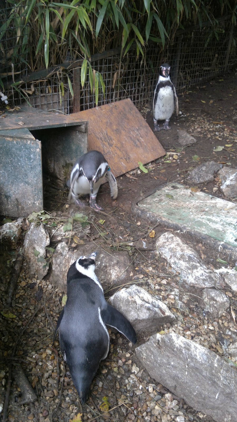 zoo beauval 2013 234