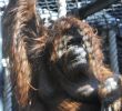 Zoo Du Jardin Des Plantes Élégant Nénette orang Outan — Wikipédia