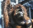 Zoo Du Jardin Des Plantes Élégant Nénette orang Outan — Wikipédia