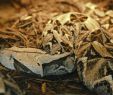 Zoo Du Jardin Des Plantes Inspirant Gaboon Viper Media Encyclopedia Of Life