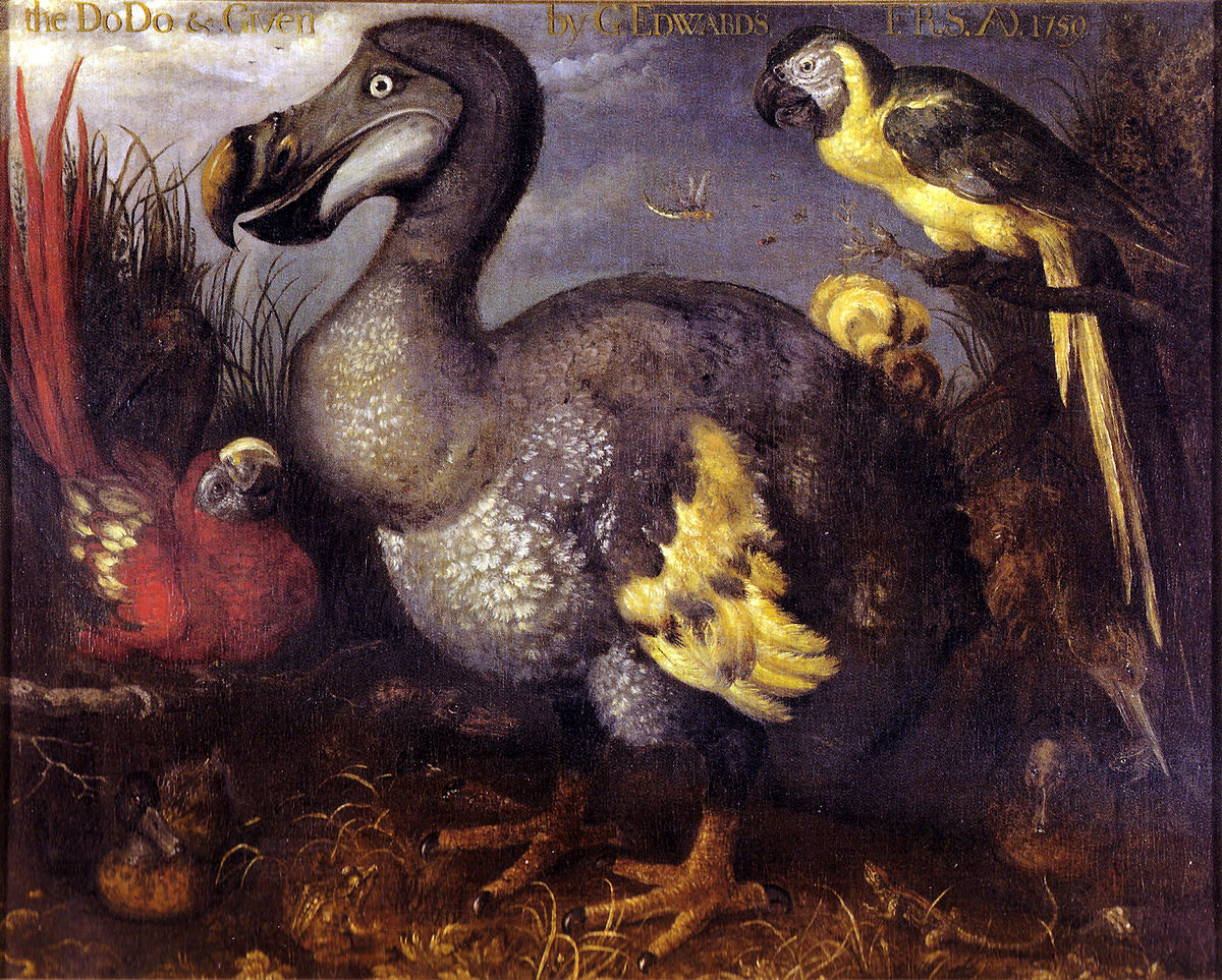 1200px Edwards Dodo