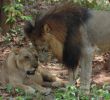 Zoo Du Jardin Des Plantes Luxe Panthera Leo Leo