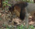 Zoo Du Jardin Des Plantes Luxe Panthera Leo Leo