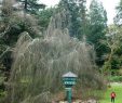 Coté Jardin Nantes Élégant Le Jardin Des Plantes De Nantes