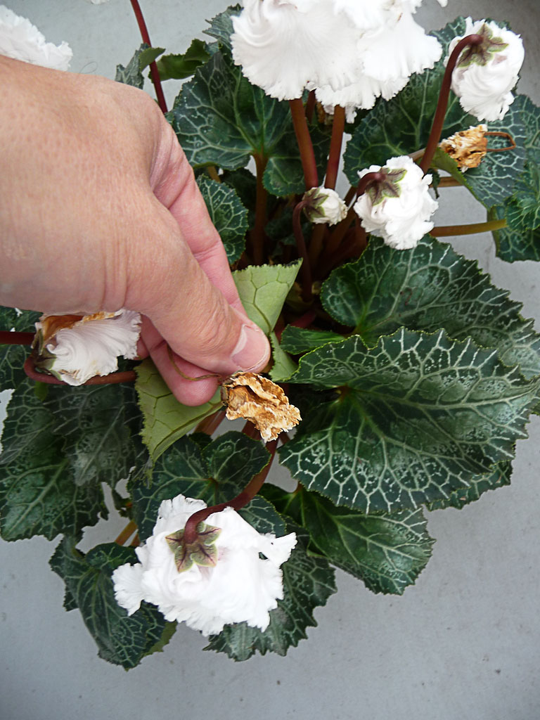 Coté Jardin Nantes Luxe Nettoyage D Une Potée De Mini Cyclamen ´ter Les Fleurs