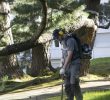 Entretien Parc Et Jardin Beau Au Fil Des Arbres Propose Aussi L Entretien Des Parcs Et Jardins