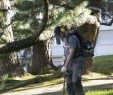 Entretien Parc Et Jardin Beau Au Fil Des Arbres Propose Aussi L Entretien Des Parcs Et Jardins