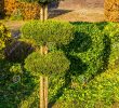 Entretien Parc Et Jardin Unique Arbre Taillé De Conif¨re En Cercles Ronds Jardin