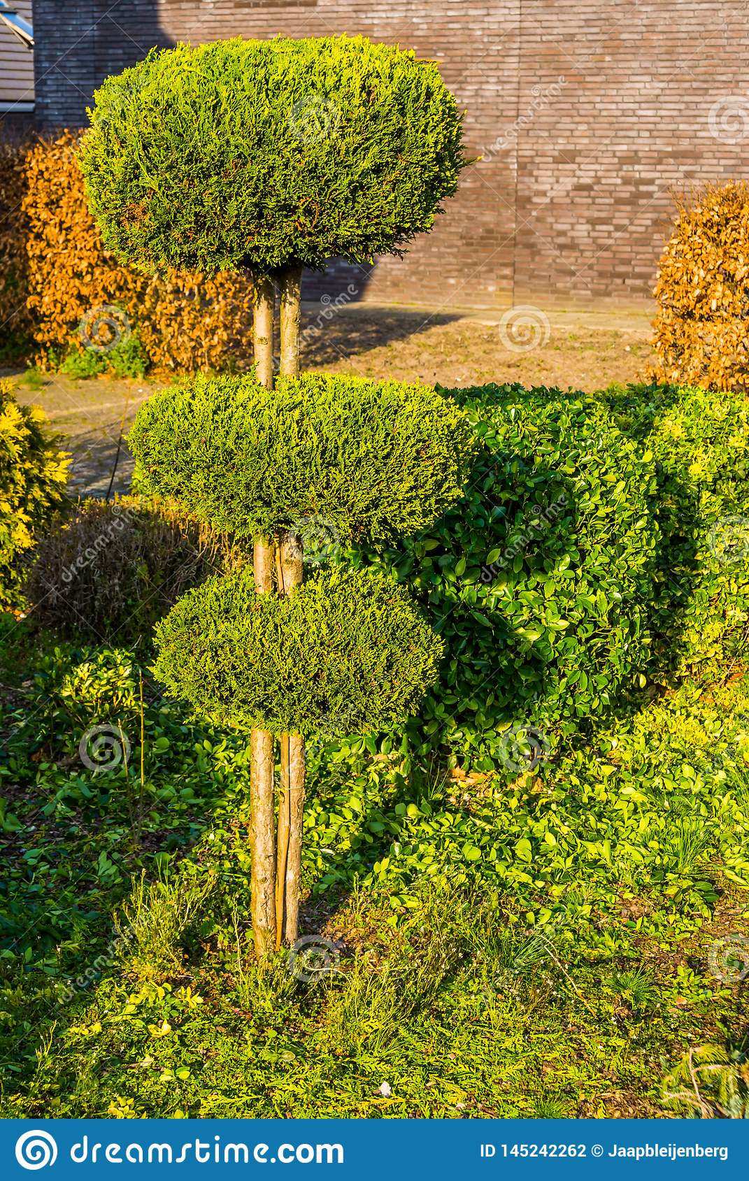 arbre taillé conifère en cercles ronds jardin fraîchement coupé entretien d arrière cour image