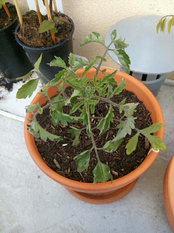 Faire Une Dalle Béton Pour Abri De Jardin Charmant Coin Abri De Jardin Un toit Pour La Vie