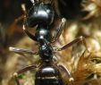 Fourmis Dans Le Jardin Beau Tapinoma Sp ] Fourmis De Mon Jardin Demandes D