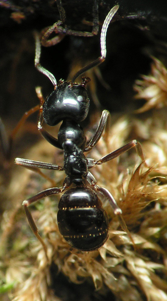 Fourmis Dans Le Jardin Beau Tapinoma Sp ] Fourmis De Mon Jardin Demandes D