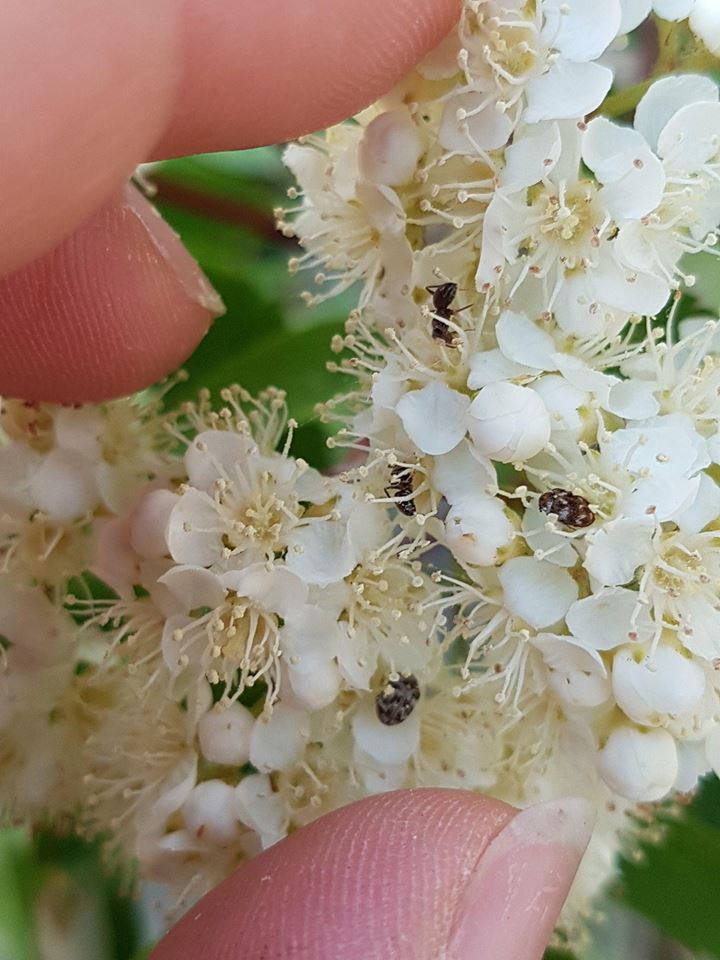 Fourmis Dans Le Jardin Best Of Les Fourmis De Mon Jardin 62 Observations Des Fourmis En