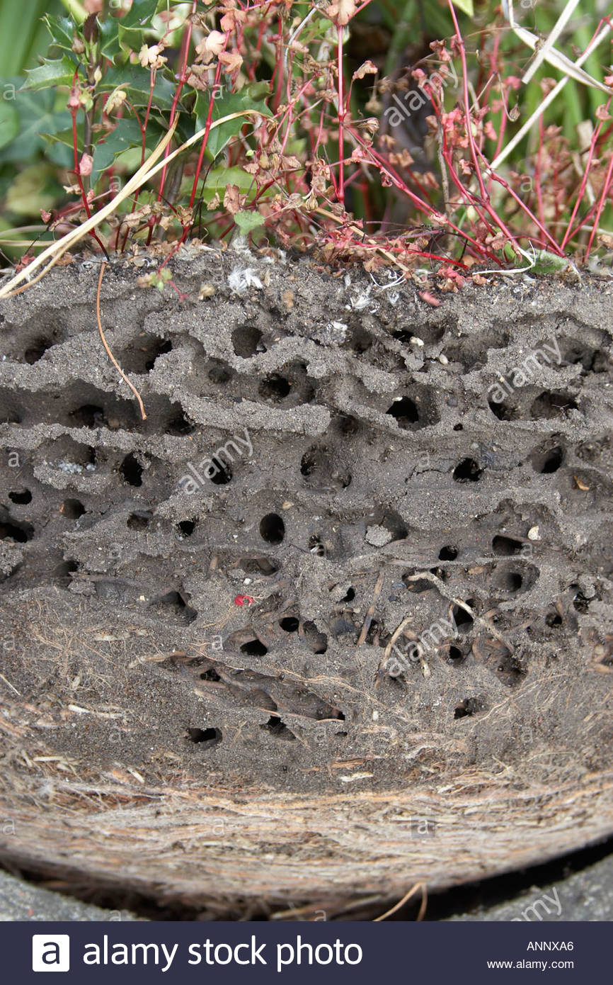 nid de fourmis dans le jardin interieur a revele en exposant le bord a linterieur dun pot de fleurs montrant les tunnels et passages sous le sol de langleterre londres annxa6