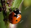 Fourmis Dans Le Jardin Best Of Un 7 Spotted Ladybug Mange Les Pucerons Et Est attaqué Par