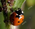 Fourmis Dans Le Jardin Best Of Un 7 Spotted Ladybug Mange Les Pucerons Et Est attaqué Par