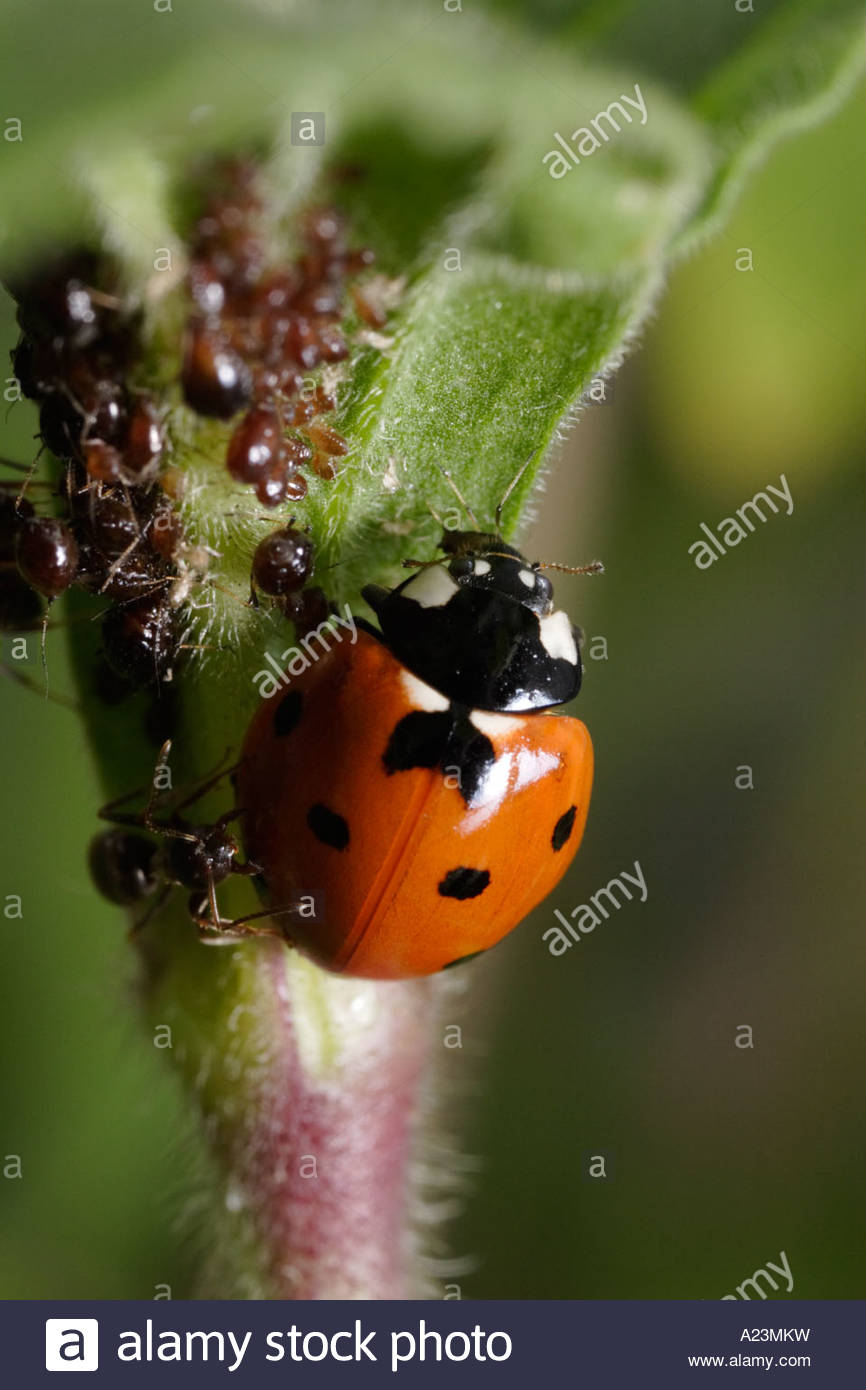 photo image un 7 spotted ladybug mange les pucerons et est attaque par les fourmis qui gardent les pucerons lasius niger jardin noir ant