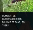 Fourmis Dans Le Jardin Élégant épinglé Sur Anti Insectes