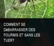 Fourmis Dans Le Jardin Élégant épinglé Sur Anti Insectes