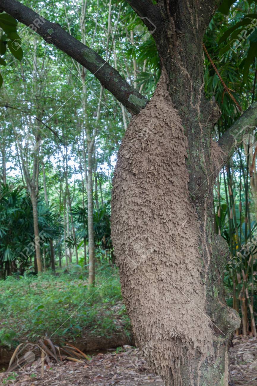 photo grande fourmilière avec crête de fourmis sur l and arbre dans le jardin