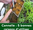 Fourmis Dans Le Jardin Frais Cannelle 5 Bonnes Raisons D Utiliser Cette Délicieuse