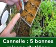 Fourmis Dans Le Jardin Frais Cannelle 5 Bonnes Raisons D Utiliser Cette Délicieuse