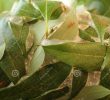 Fourmis Dans Le Jardin Frais De Gros Détails Sur Un Nid De Fourmis De Tisserandes Rouges