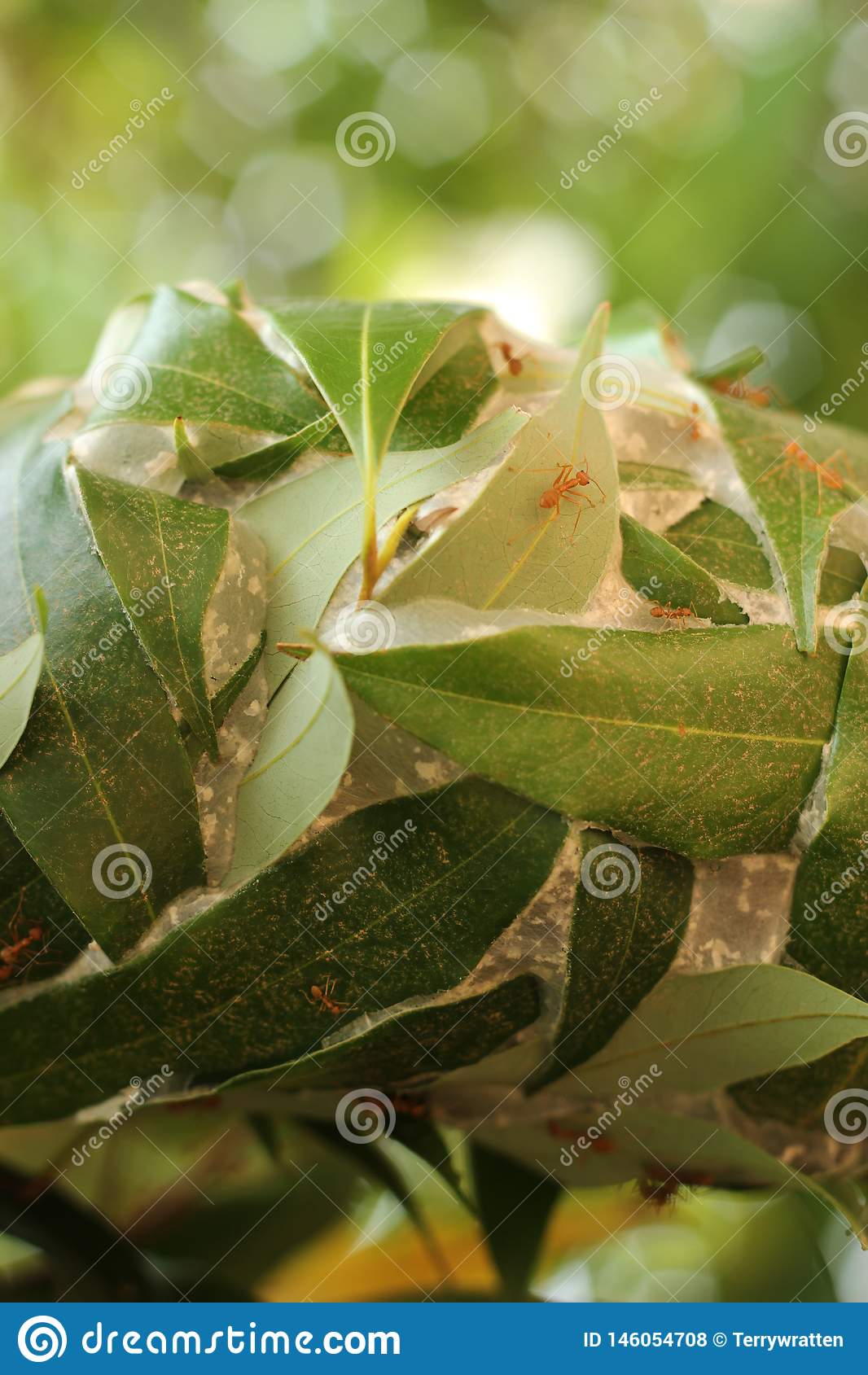 gros détails nid fourmis tisserandes rouges tissées surchargées feuilles étroitement liées lychee nord image