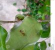 Fourmis Dans Le Jardin Frais Les Fourmis Rouges Travaillent En équipe Pour Construire