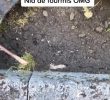 Fourmis Dans Le Jardin Génial â· L organisation Des Fourmis Oufff ð±ð± C Est Magnifique