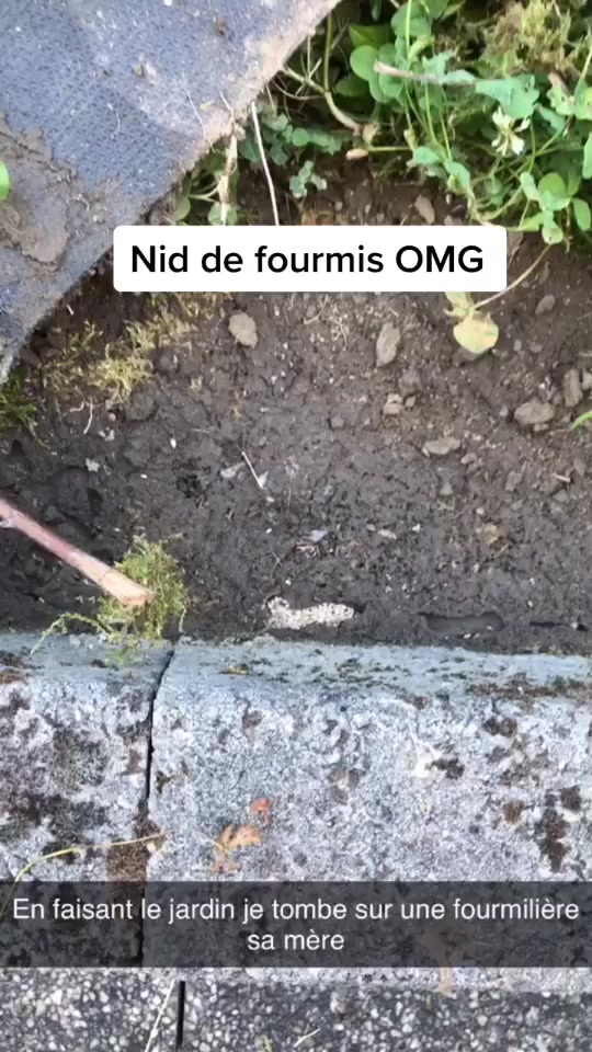 Fourmis Dans Le Jardin Génial â· L organisation Des Fourmis Oufff ð±ð± C Est Magnifique